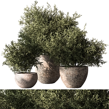 Bush in Pot 784 Display 3D model image 1 