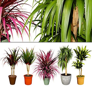 indoor Dragon palm trees collection