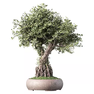 Zen Bonsai Indoor Plant Set 3D model image 1 