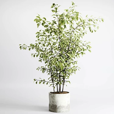 Tree plant in a concrete dirty vase - indoor plant set 545