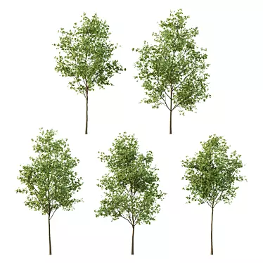 European Ash Tree Premium 3D Model 3D model image 1 