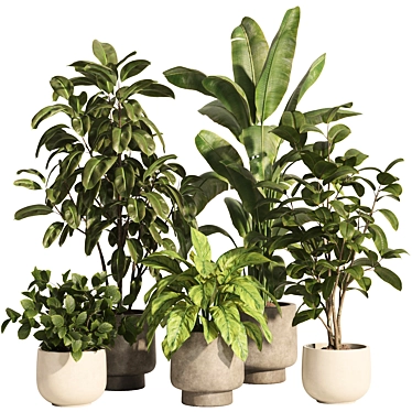 Modern Indoor Plant Set 81 3D model image 1 