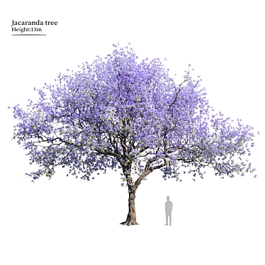 Jacaranda Mimosifolia 3D Tree Model 3D model image 1 