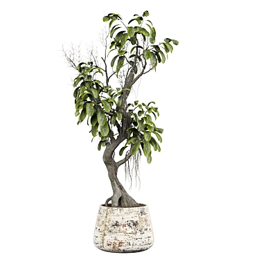 Modern Indoor Plant 3D Model 3D model image 1 