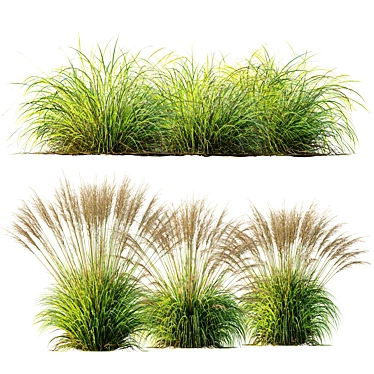 Golden Carex & Blue Moor Grass 3D model image 1 