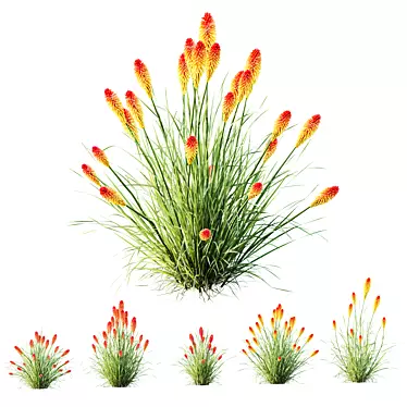 Colorful Tritoma Hot Poker Plant 3D model image 1 