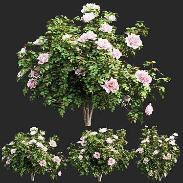 Vol 74 Rose Bush Collection 3D model image 1 