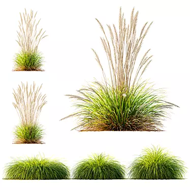 Gold Carex & Karl Foerster Grass 3D model image 1 