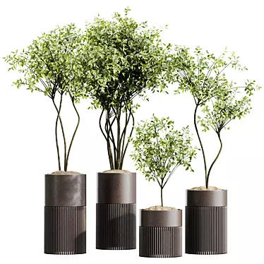 Mediterranean Olive Tree Houseplant Set 3D model image 1 