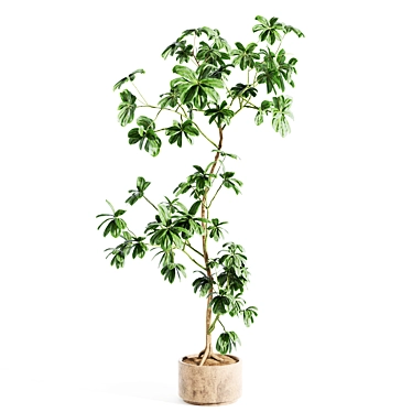 Custom 3D Schefflera Plant Model 3D model image 1 