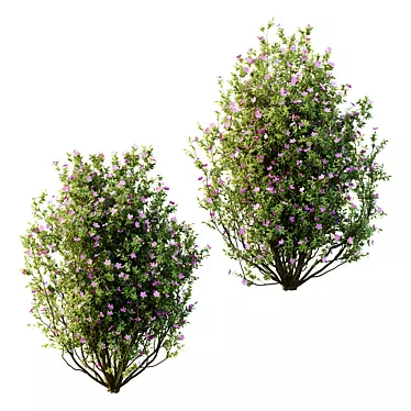 Tibouchina Semidecandra Tree Model 3D model image 1 