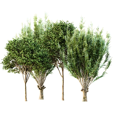 Archived Gray Alder & Pollard Willow 3D model image 1 