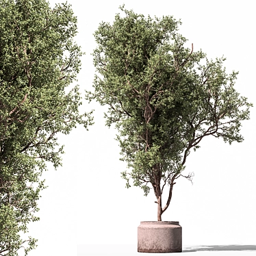 Unique Tree in Pot Option 3D model image 1 