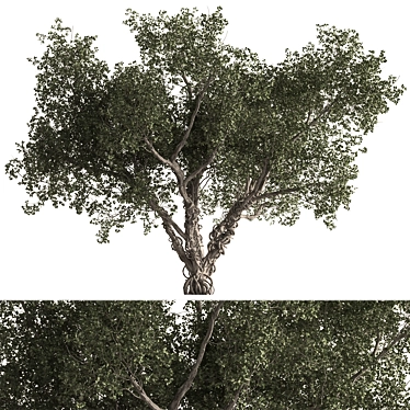 Rustic Populus Tree Collection 3D model image 1 