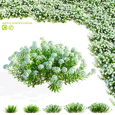 Eternal Green Iberis Flowers Pack 3D model image 1 