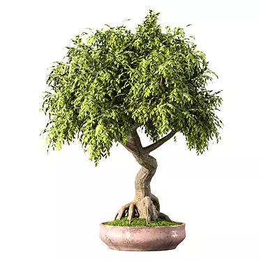 Miniature Bonsai Tree Set 3D model image 1 