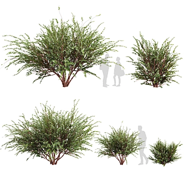 Premium Eucalyptus Websteriana Tree Model 3D model image 1 