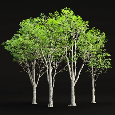 Realistic Oak Trees Model Vol.2 3D model image 1 