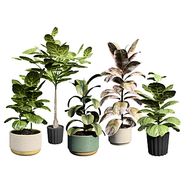 Fiddle Leaf Fig indoor plants collection