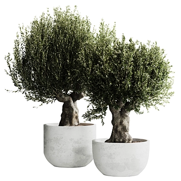 Olive Tree Indoor Plant Set 01