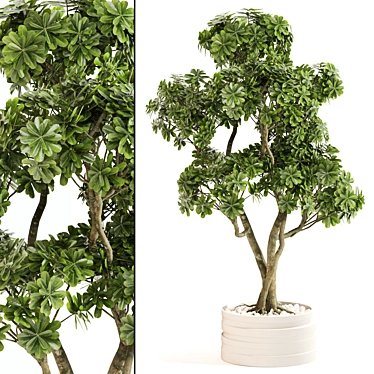 Elegance Indoor Plant Set 0127 3D model image 1 