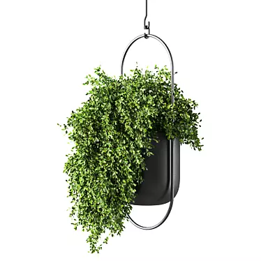 Modern Hanging Plant Set - 3D 3D model image 1 