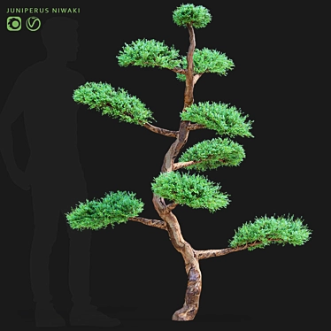 Elegant Juniperus niwaki Tree 3D model image 1 