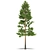 Natural Pine Tree - 9m 3D model small image 1