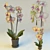 Elegant Orchid Blossom 3D model small image 1