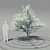 Elegant Flowering Dogwood Tree 3D model small image 1