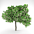 Exquisite Catalpa Tree: A Beautiful Addition to Your Garden 3D model small image 1