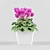 Blooming Beauty: Cyclamen Flower 3D model small image 1