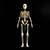 Glowing Skeleton Model 3D model small image 2