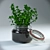 Natural Oregano Pot Plant 3D model small image 1