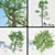 15 Meter Tall Tree | Sparse Crown 3D model small image 1