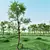 15 Meter Tall Tree | Sparse Crown 3D model small image 3