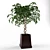 Green Ficus Indoor Ornamental Plant 3D model small image 1