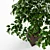 Green Ficus Indoor Ornamental Plant 3D model small image 2