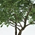 Outdoor Tree with High Trunk Texture 3D model small image 2