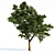 Large Area-Ready Tree Collection 3D model small image 1