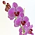 Elegant Orchid02: Beauty Blooms 3D model small image 2