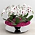 Mini Phalaenopsis Orchids: 5 Plants with 4-5 Flower Spikes 3D model small image 1