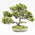 Elegant Vray Bonsai Tree 3D model small image 1