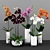 Phalaenopsis Orchid Set - 5 Varieties in Pots 3D model small image 1