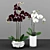 Phalaenopsis Orchid Set - 5 Varieties in Pots 3D model small image 2
