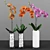 Phalaenopsis Orchid Set - 5 Varieties in Pots 3D model small image 3