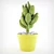 Stonecrop Succulent: Beautiful and Hardy 3D model small image 1