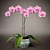 Elegant Phalaenopsis Orchid 3D model small image 1