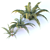 Charming Chilean Fern 3D model small image 1