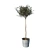 Mini Bucket Olive Tree 3D model small image 1